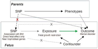 Exploring the causal effect of placental physiology in susceptibility to mental and addictive disorders: a Mendelian randomization study